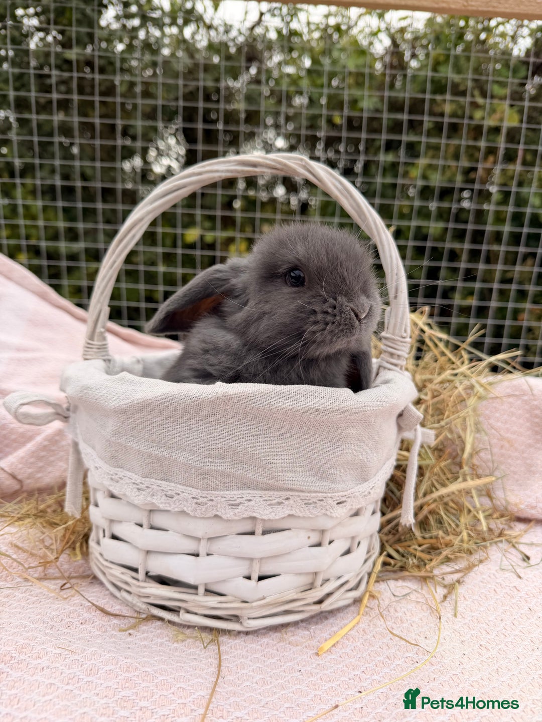Mini Lop rabbits for sale: Pure mini lops, otters, grey, blue - Image 14