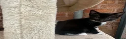 Mixed Breed cats for sale: Kittens  - Advert 9