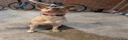 Mixed Breed dogs for sale: American staff cross husky  in Worcester Park - Advert 4