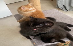 Mixed Breed cats for sale: Forever home 🙏🏻 - Image 6