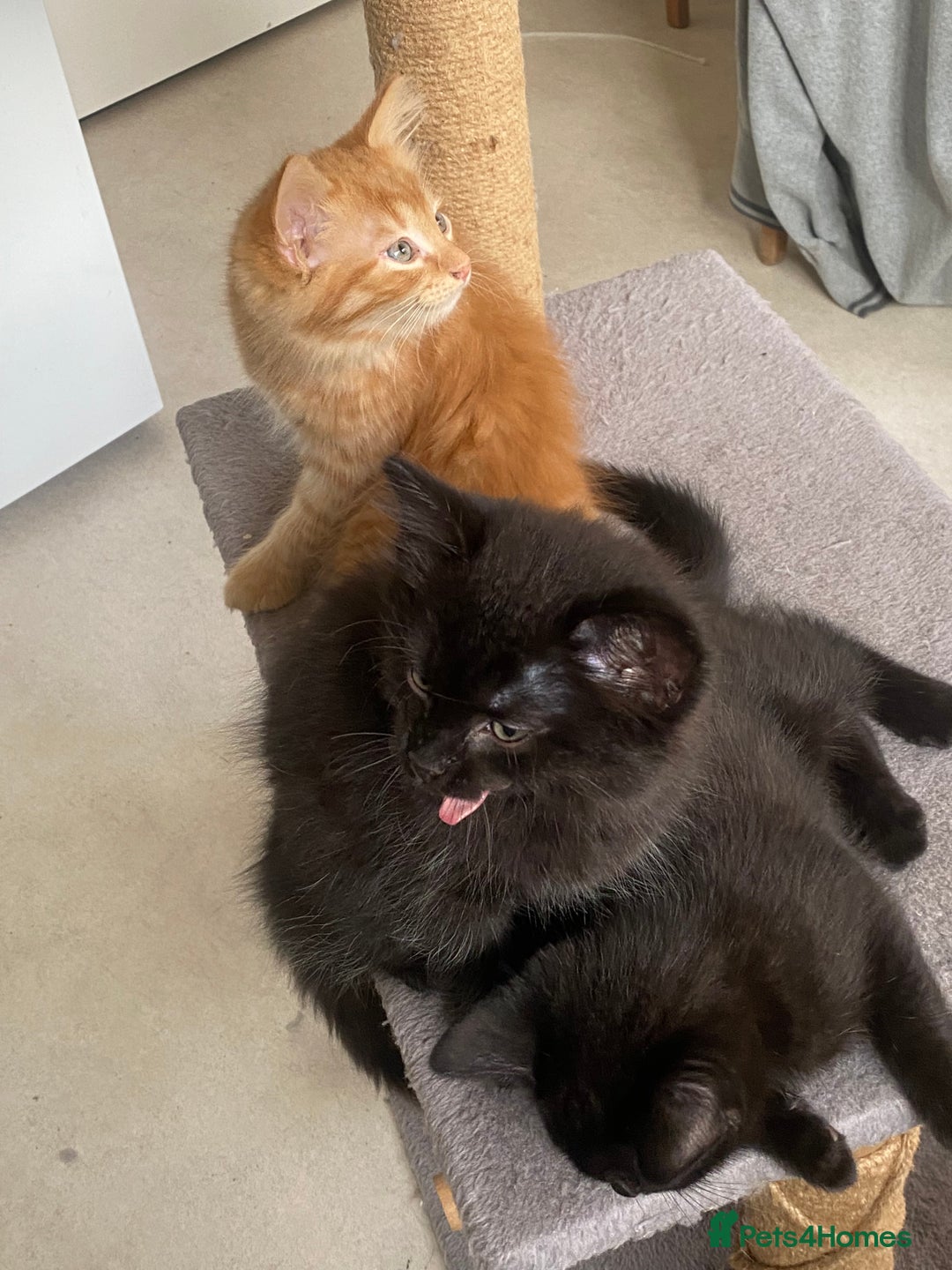 Mixed Breed cats for sale: Forever home 🙏🏻 - Image 6