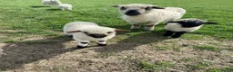 Sheep livestock for sale: Valais Blacknose Lambs and Adults in Rushden - Advert 2