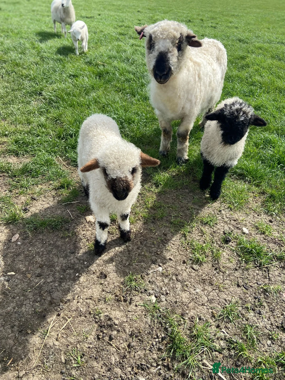Sheep livestock for sale: Valais Blacknose Lambs and Adults in Rushden - Advert 2