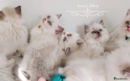 Ragdoll cats for sale: Beautiful Ragdoll kittens 😻😻😻 - Image 21