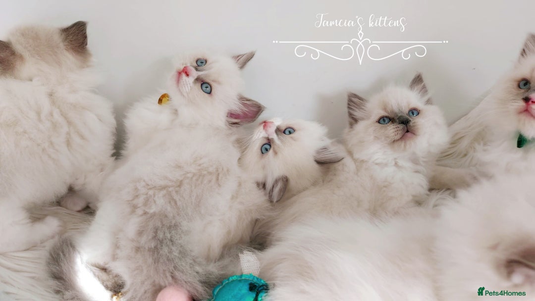 Ragdoll cats for sale: Beautiful Ragdoll kittens 😻😻😻 - Image 21