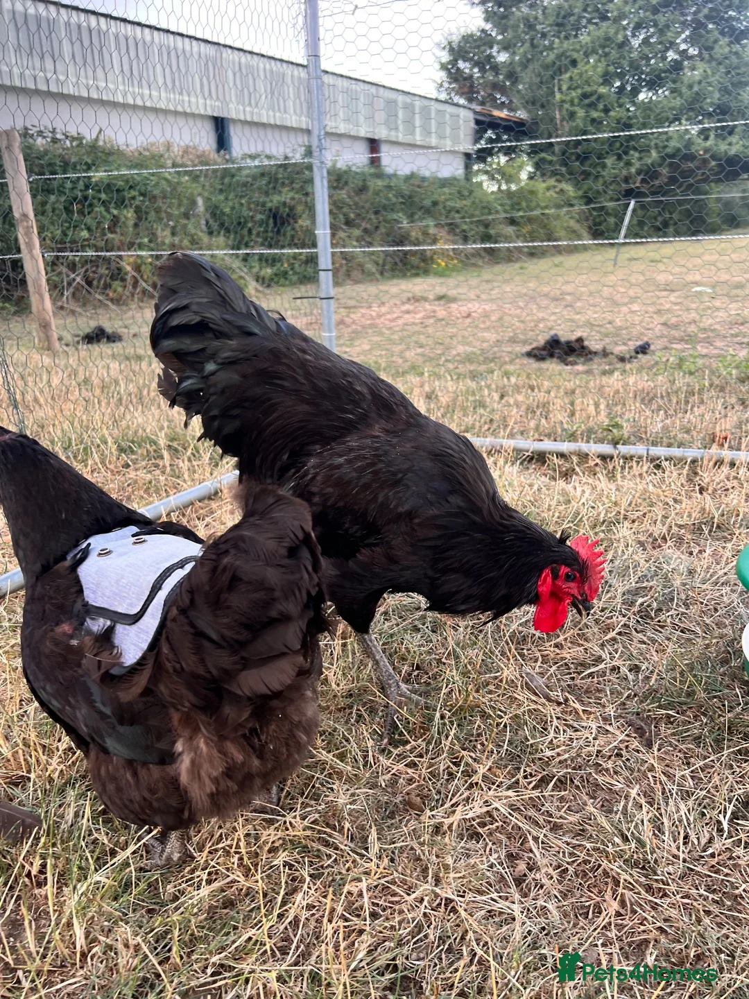 Chickens poultry for sale: Jersey giant pair 2025 hatched  - Advert 2
