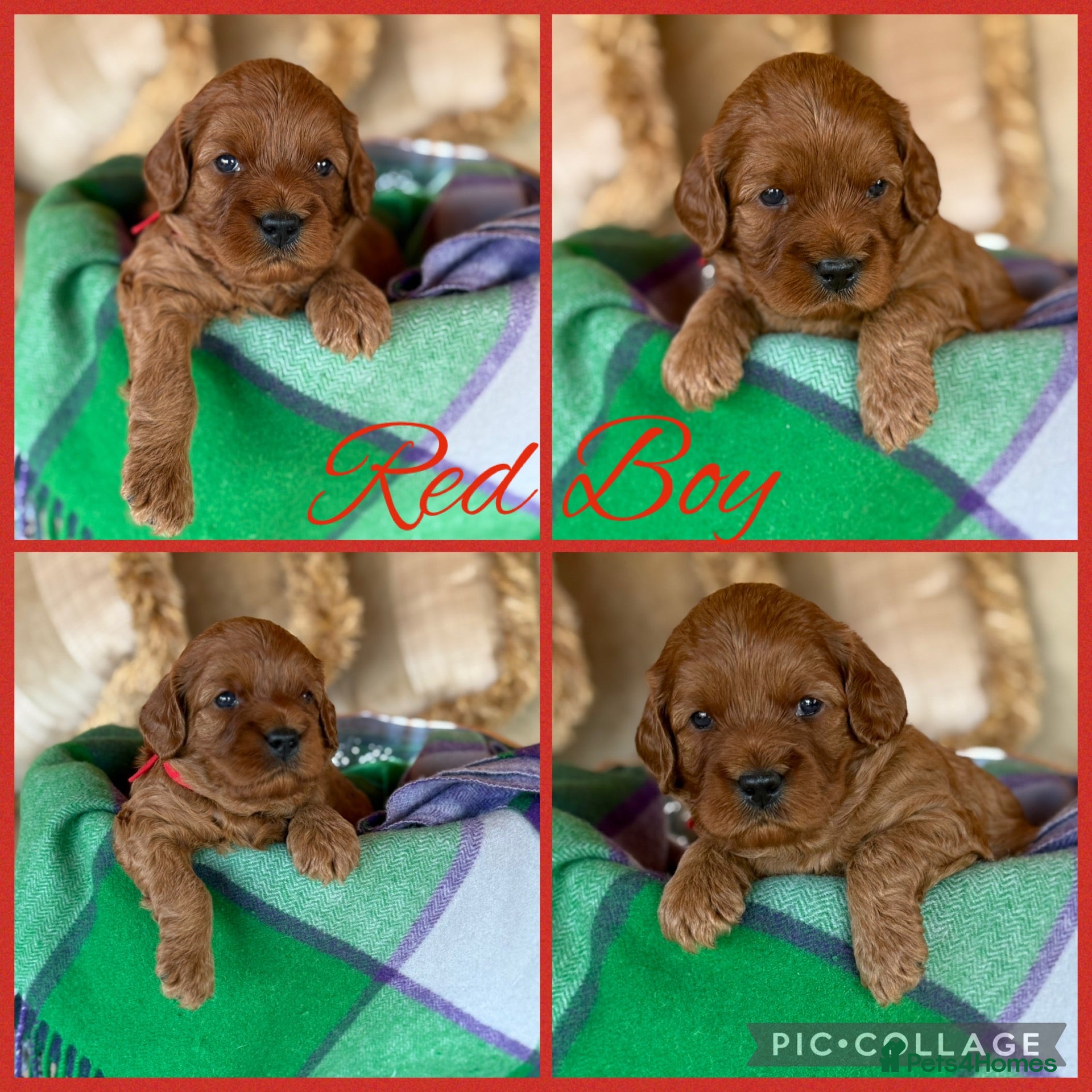 Cavapoo dogs Extensively Health Tested Cavapoo Puppies🏆 - Advert 2
