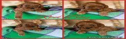 Cavapoo dogs for sale: Extensively Health Tested Cavapoo Puppies🏆 - Advert 2