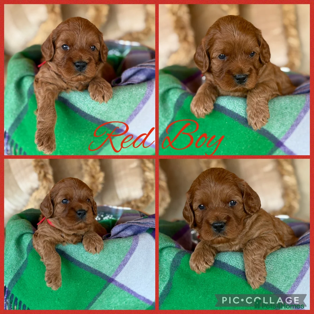 Cavapoo dogs for sale: Extensively Health Tested Cavapoo Puppies🏆 - Advert 2