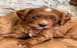Cavapoo dogs for sale: Merlesque ⭐️⭐️⭐️⭐️⭐️F1 Cavapoos 200 DNA - Image 9