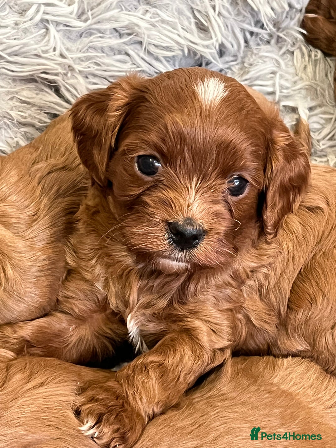 Cavapoo dogs for sale: Merlesque ⭐️⭐️⭐️⭐️⭐️F1 Cavapoos 200 DNA - Image 9