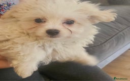 Maltipoo dogs for sale: FINAL REDUCTION F1 dna tested maltipoos - Image 2