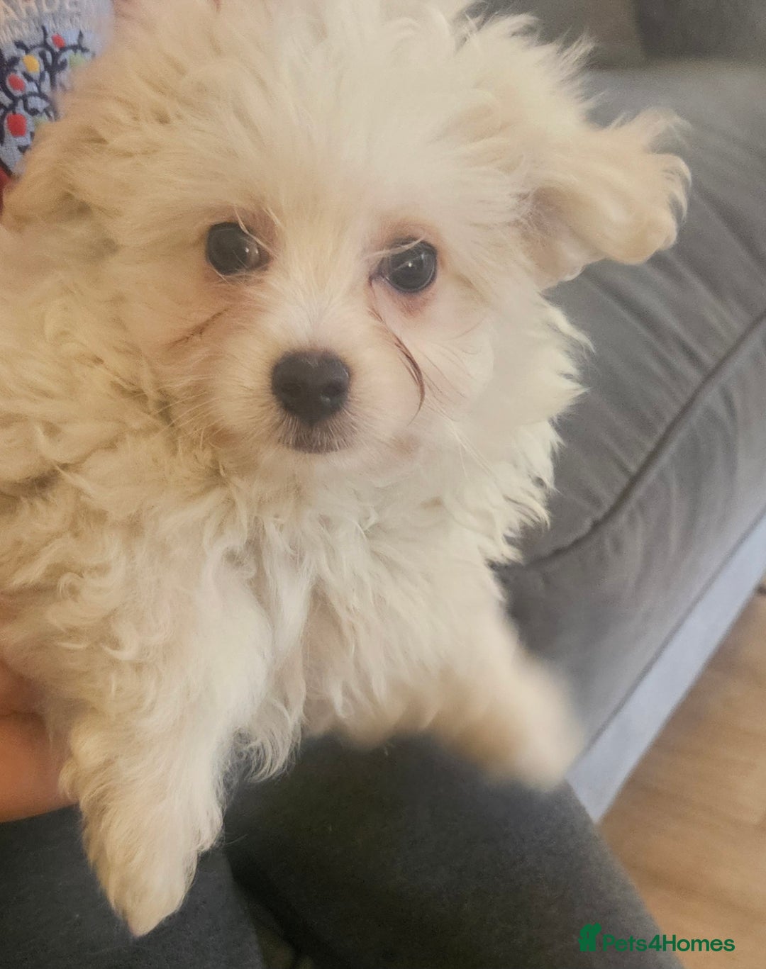 Maltipoo dogs for sale: FINAL REDUCTION F1 dna tested maltipoos - Image 2