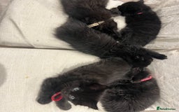 Mixed Breed cats for sale: ✨ The Midnight Magic – Ready to Steal Your Heart  - Image 6