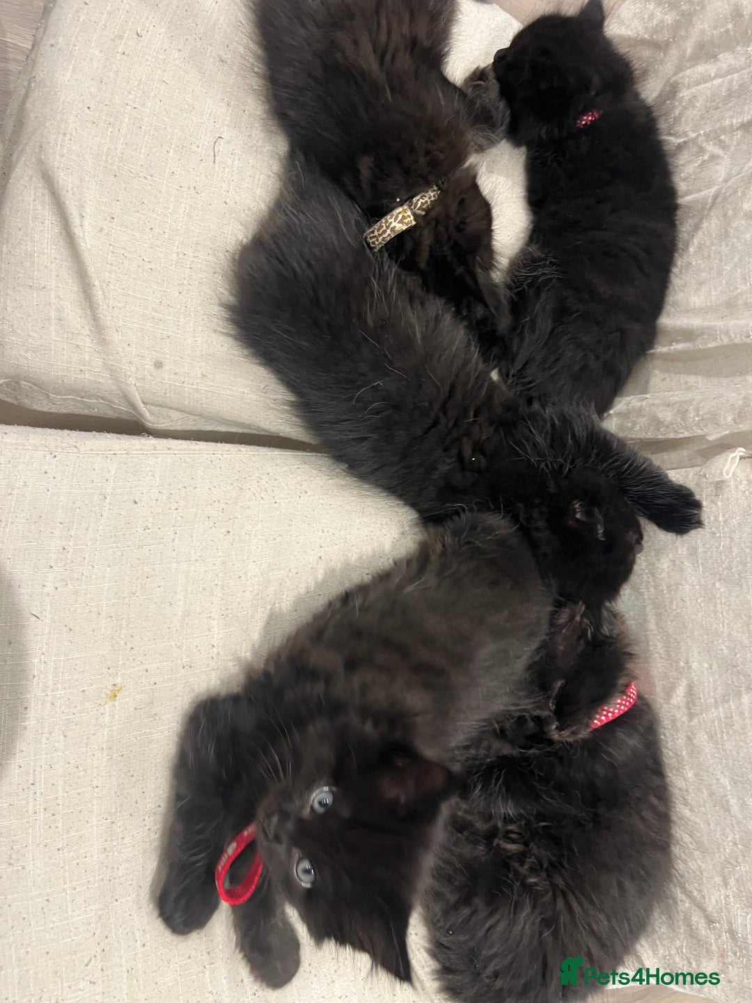 Mixed Breed cats for sale: ✨ The Midnight Magic – Ready to Steal Your Heart  - Image 6