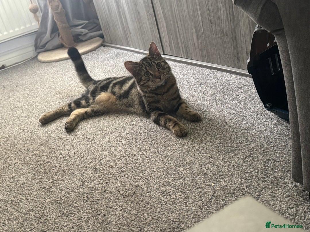 Mixed Breed cats for sale: Male Tabby for rehome - Image 2