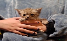 Ragdoll cats for sale: 6x Three quarter ragdolls - Advert 8