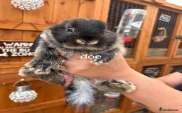 Mini Lop rabbits for sale: Mini lops for sale - Image 2