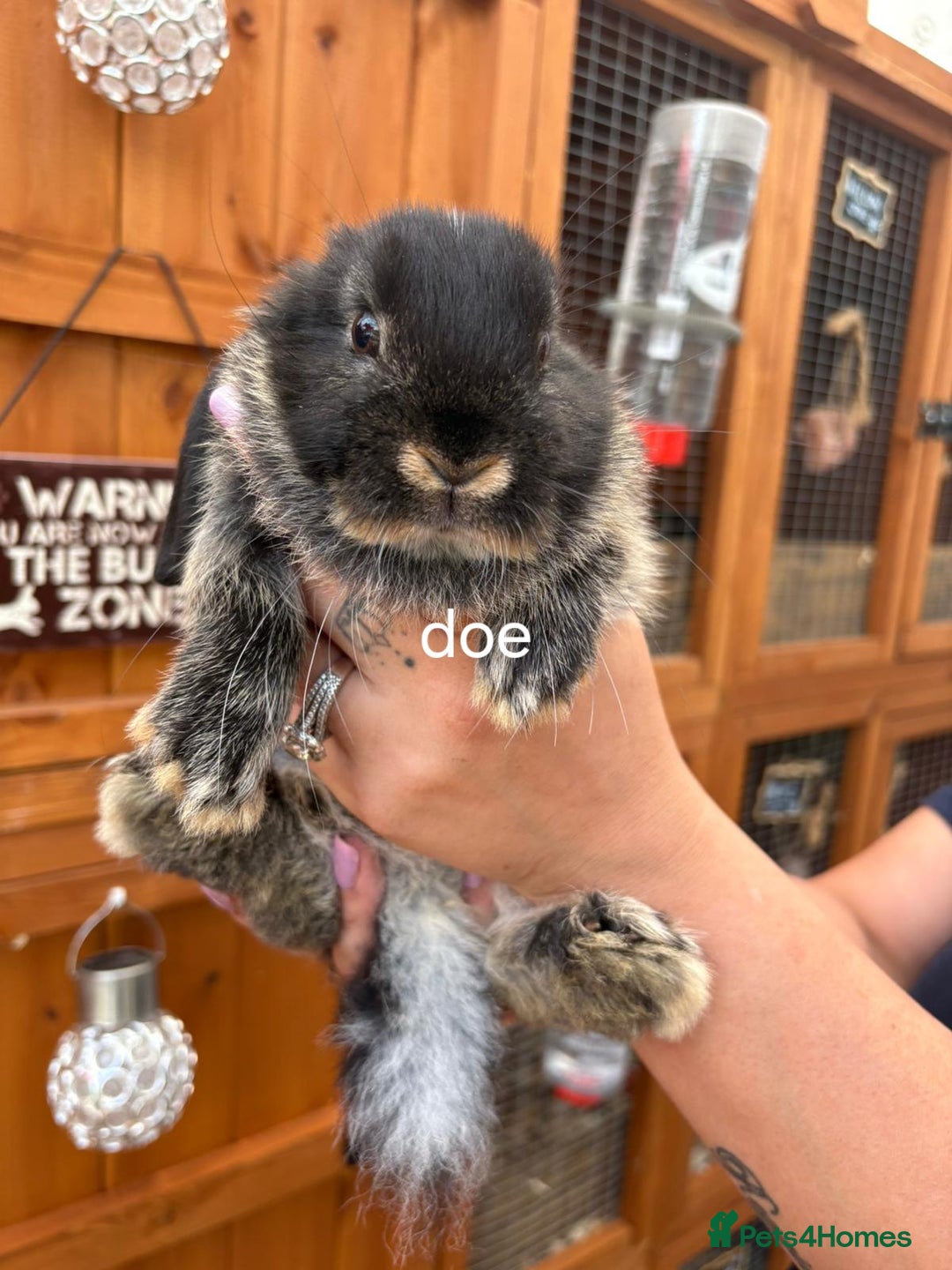 Mini Lop rabbits for sale: Mini lops for sale - Image 2