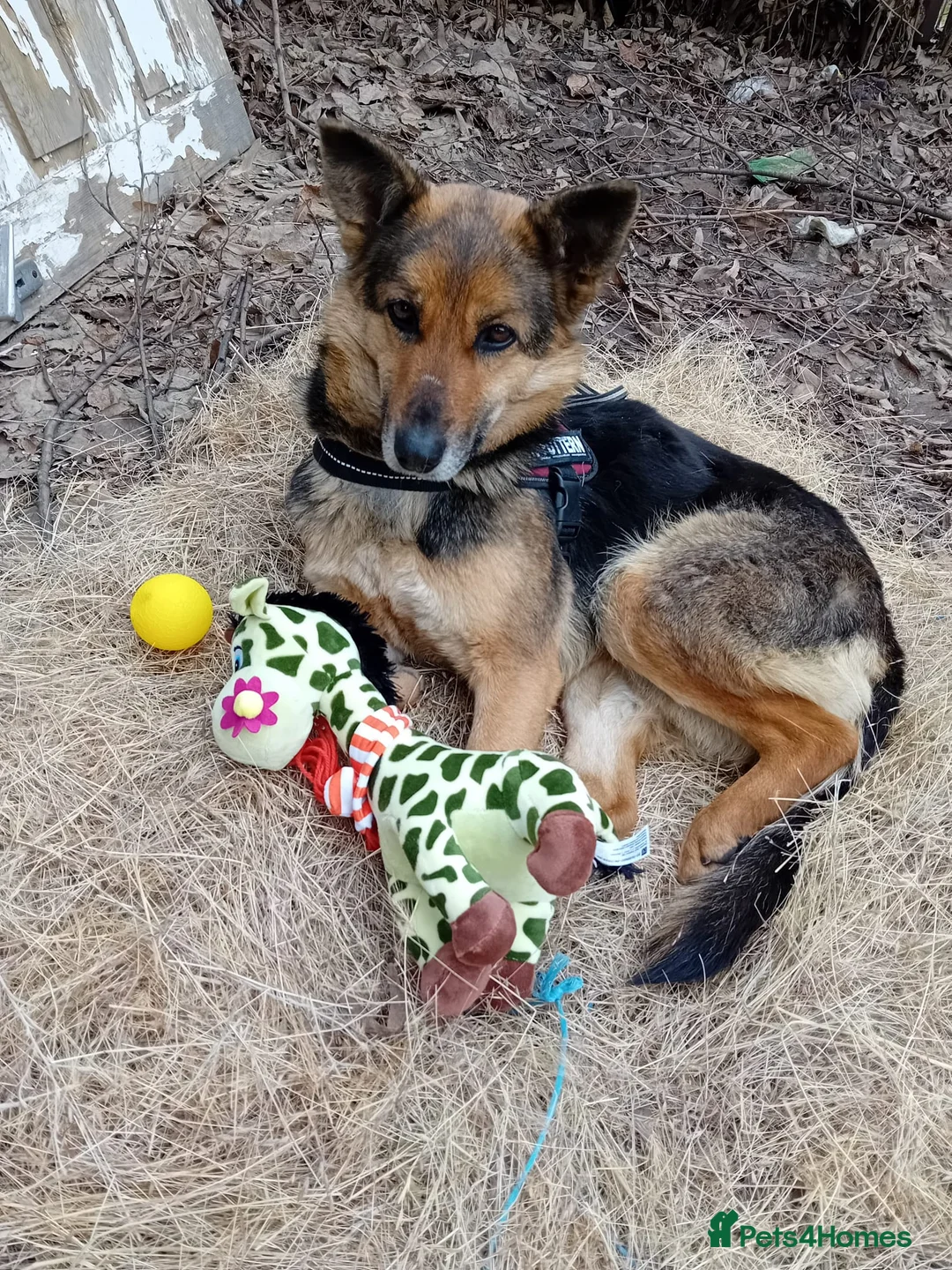 Mixed Breed dogs for adoption: Saved from traffic, now ready for a Loving Home in Nottingham - Advert 8