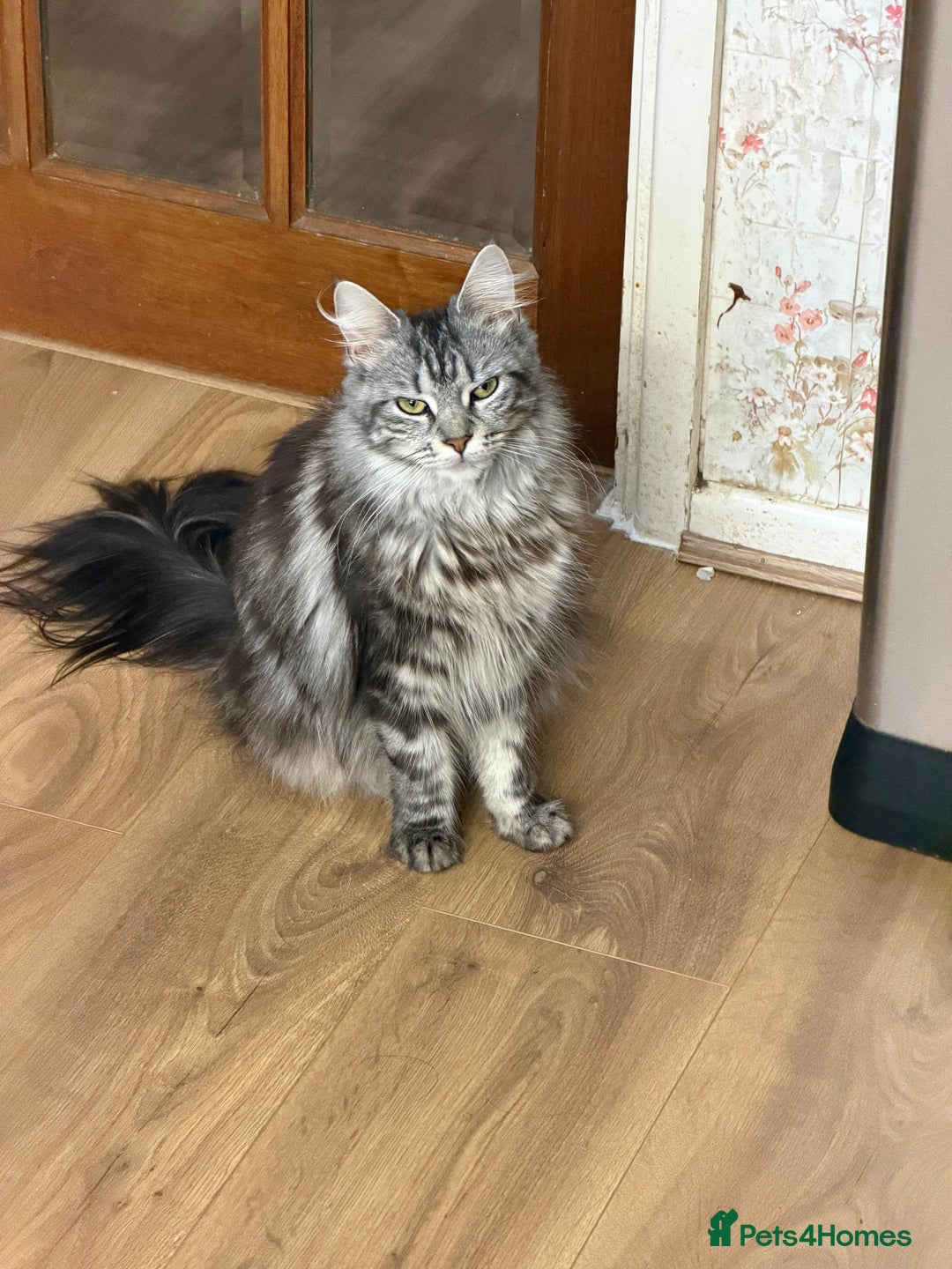 Maine Coon cats for sale: Maine Coon - Advert 29