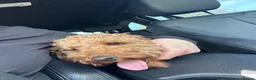 Miniature Poodle dogs for sale: Labapoodle  in Congleton - Advert 5