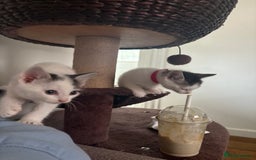 Mixed Breed cats for sale: Beautiful mixed breed kittens - Image 39