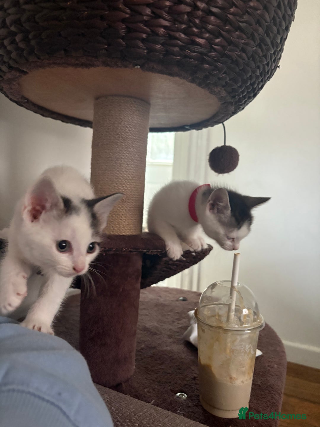 Mixed Breed cats for sale: Beautiful mixed breed kittens - Image 39