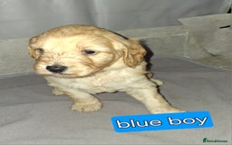 Cockapoo dogs for sale: F1 Cockerpoo puppies - Image 11