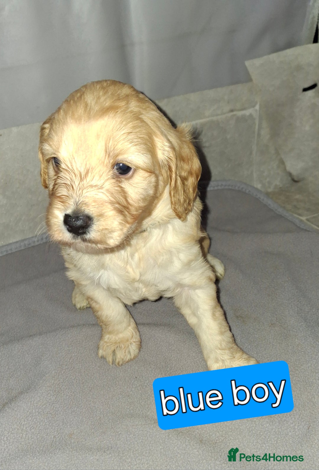 Cockapoo dogs for sale: F1 Cockerpoo puppies - Image 11