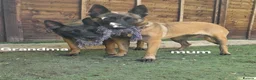 Belgian Shepherd Dog dogs for sale: Quality KC Registered Belgian Shepherd Malinois  - Advert 6