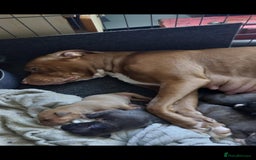 Mixed Breed dogs for sale: Presa/American Johnson bulldog - Image 13