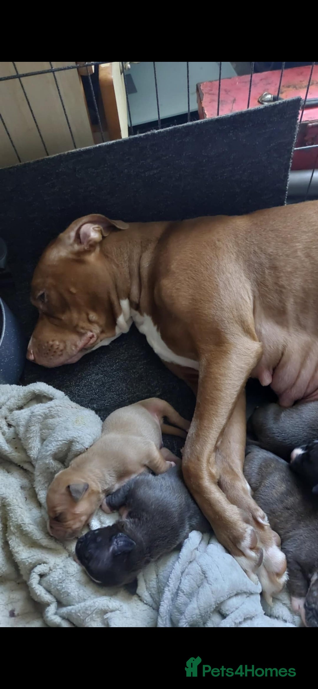 Mixed Breed dogs for sale: Presa/American Johnson bulldog - Image 13