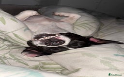 Mixed Breed dogs for sale: Eddie  - Advert 7