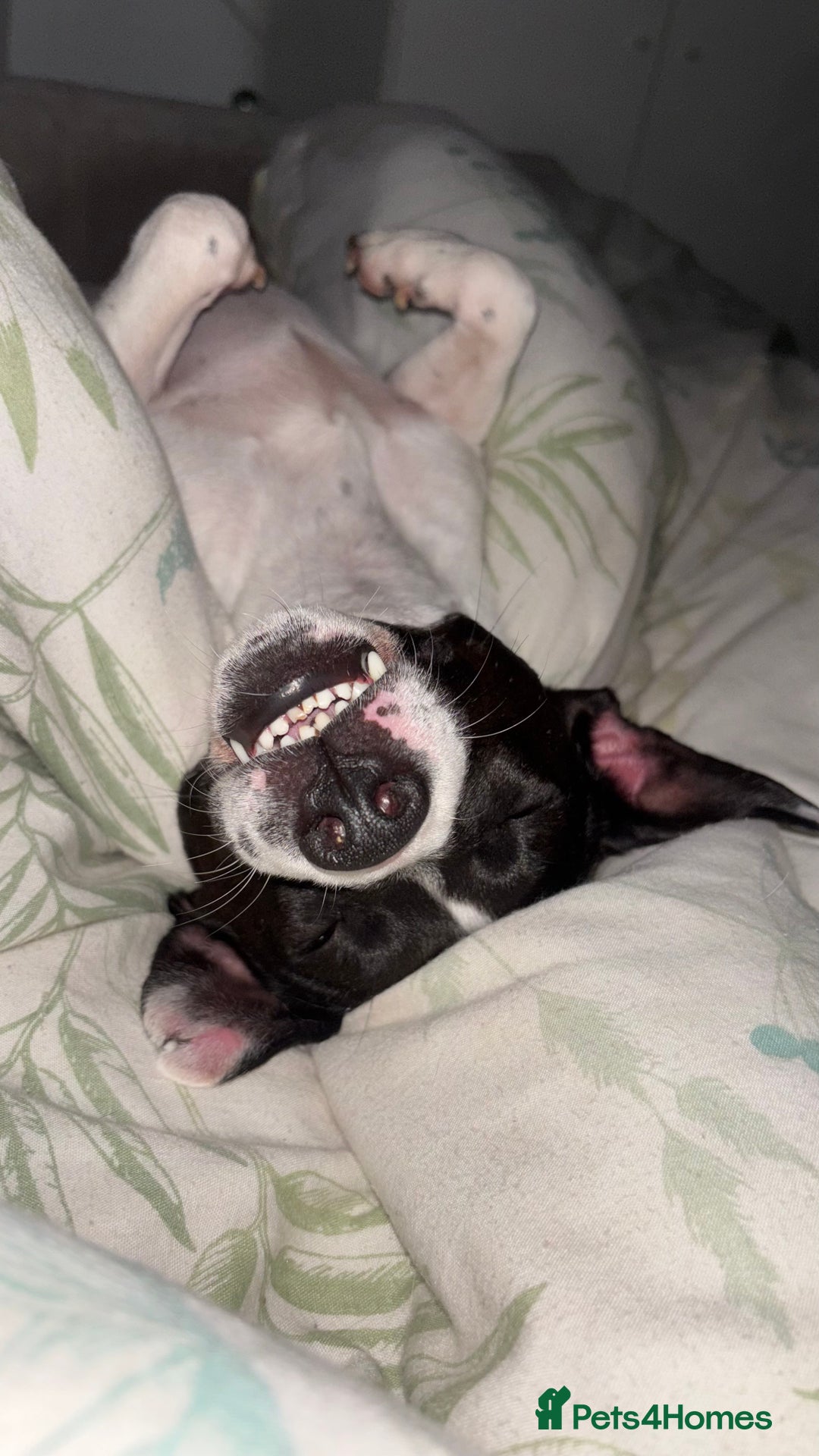 Mixed Breed dogs for sale: Eddie  - Advert 7