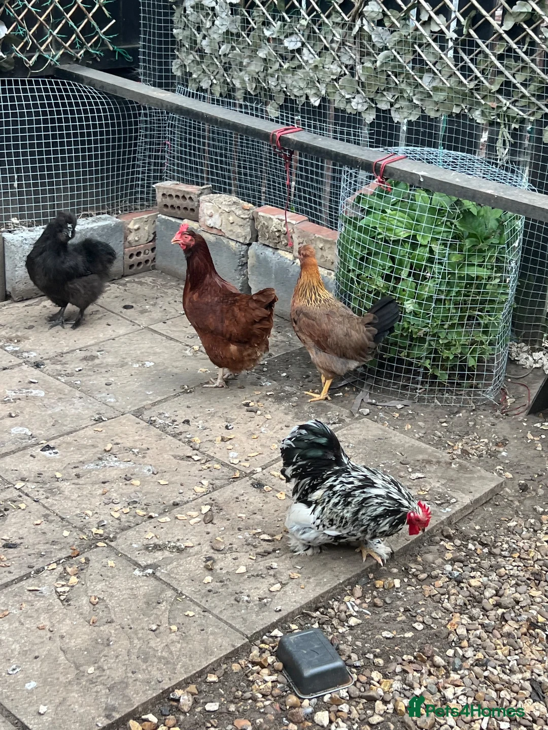 Mixed Breed poultry for sale: Hens rooster  - Advert 2