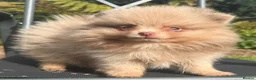 Pomeranian dogs for sale: 🧸 Incredible Teddy Bear Thai Line Pom puppies 🧸 - Advert 9