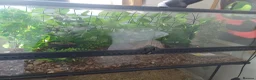 Tortoise reptiles for sale: Male tortoise - Advert 5