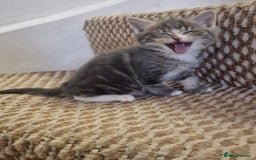 Mixed Breed cats for sale: Kittens ready to find homes - Image 6