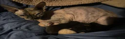 Mixed Breed cats for sale: Sphynx tortoiseshell mixed breed kittens - Advert 2