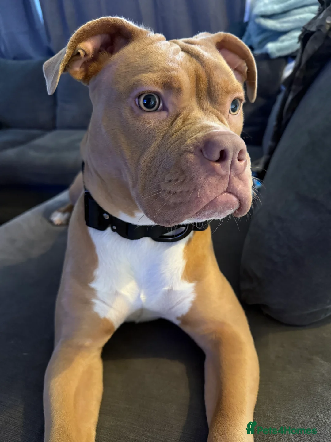 Mixed Breed dogs for sale: Zola olde English bulldog mixed pocket bully  - Advert 2