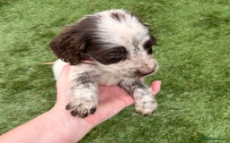 Cocker Spaniel dogs for sale: Cocker spaniel puppies - Image 20