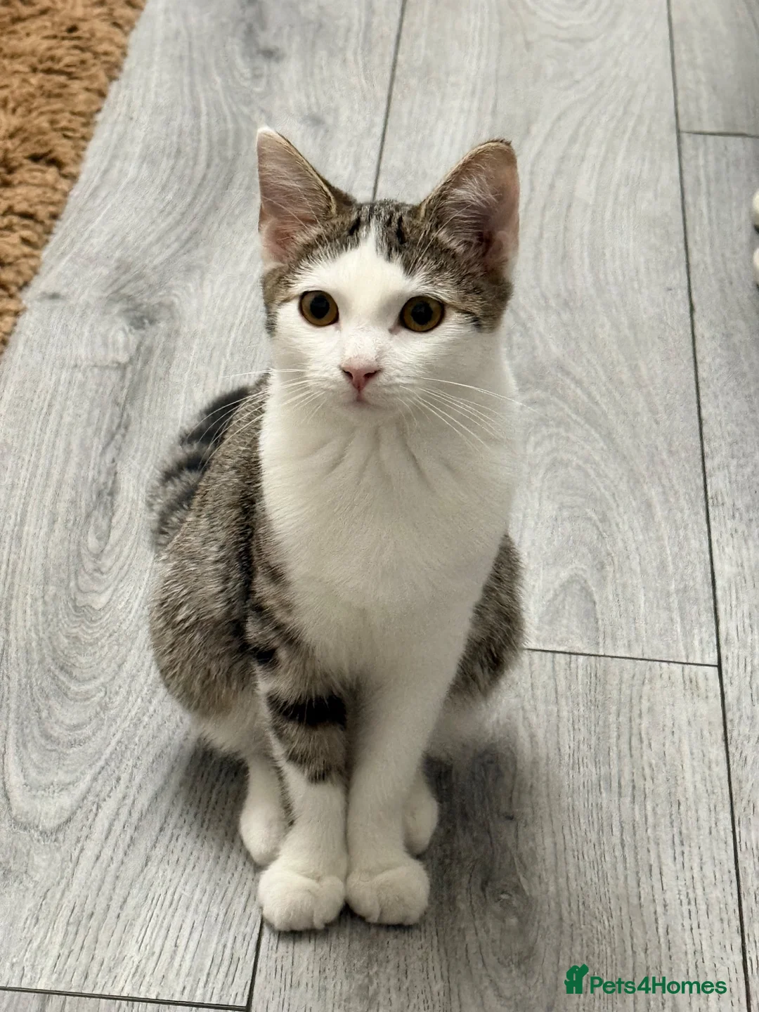 Domestic Shorthair cats for sale: Beautiful Domestic Short Hair  in Leicester - Advert 2