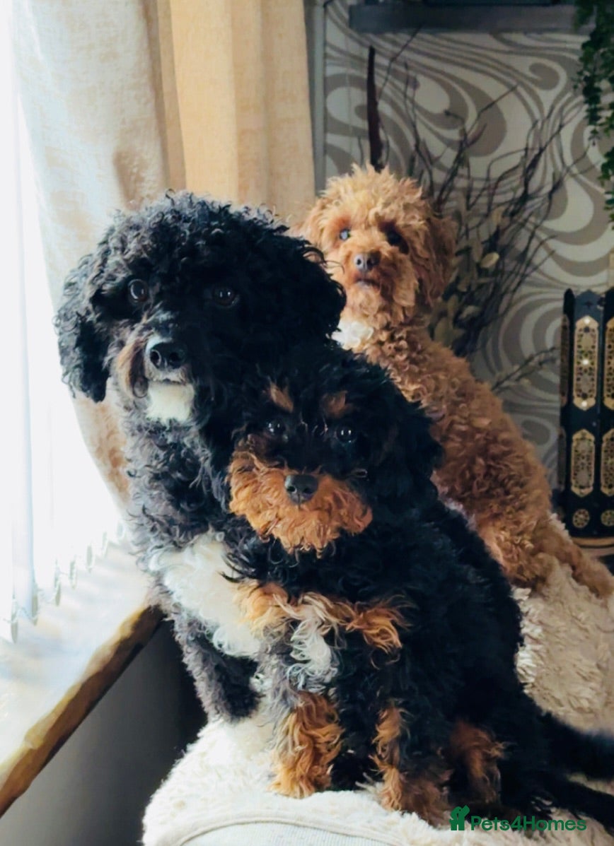 Cavapoo dogs Cavapoo puppy  - Advert 1