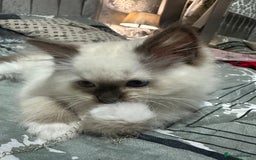 Ragdoll cats for sale: 1 beautiful blue eyed fluffy ragdoll left  - Image 3