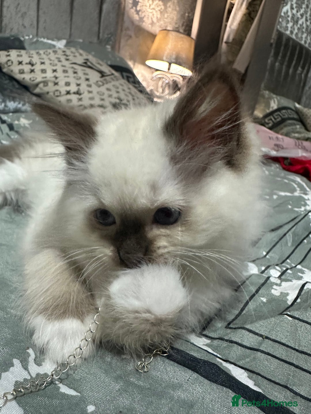 Ragdoll cats for sale: 1 beautiful blue eyed fluffy ragdoll left  - Image 3