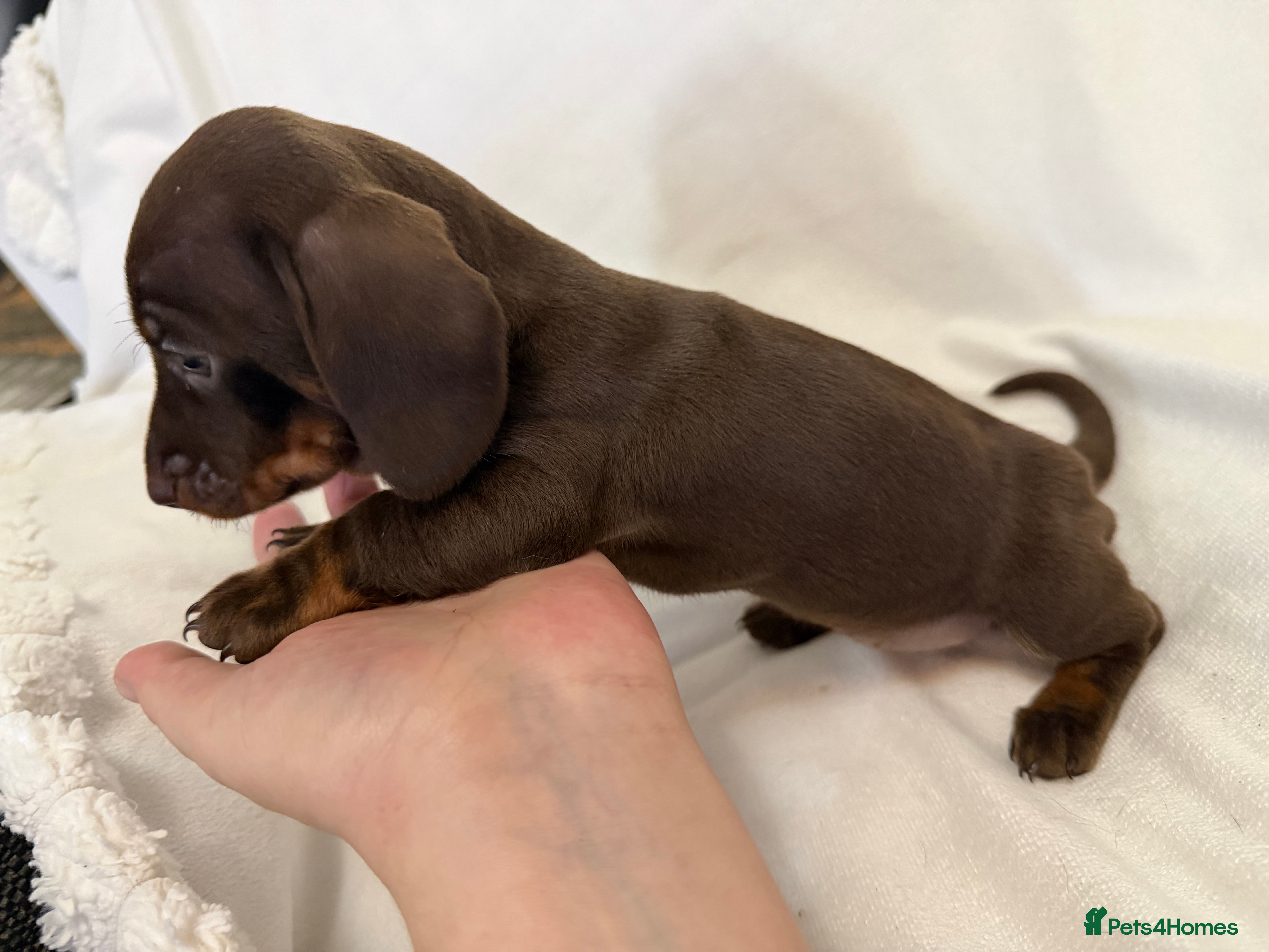 Dachshund dogs for sale: Beautiful 5 dachshunds for sale 3 boys 2 girls - Advert 2