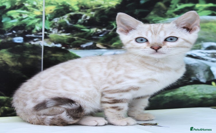 Bengal cats - Advert 15