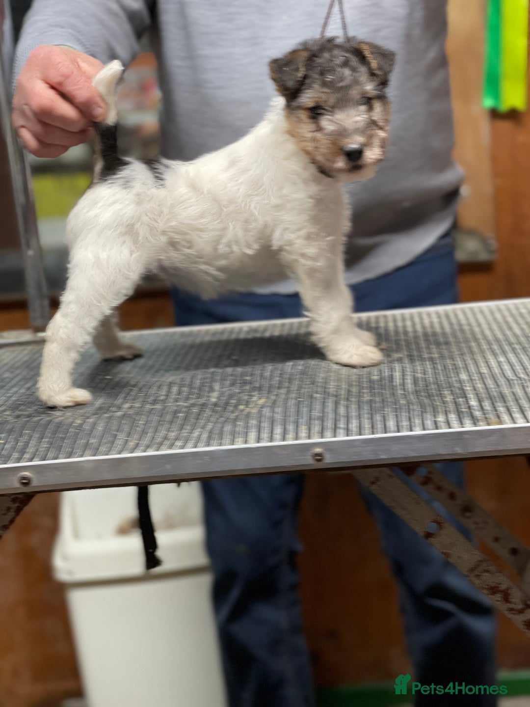 Fox Terrier dogs for sale: Beautiful Stunning Wire Fox Terrier Bitch Puppy  - Advert 4