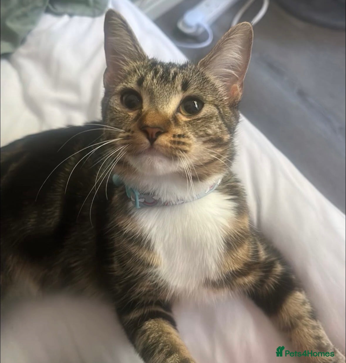 Mixed Breed cats 1 year old female Tabby  - Advert 1